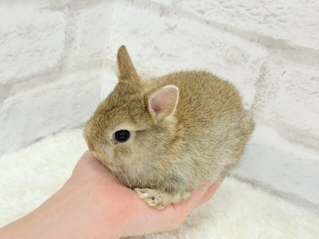 ネザーランドドワーフ