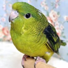 サザナミインコ  ノーマルグリーン  🍀📗✧*｡