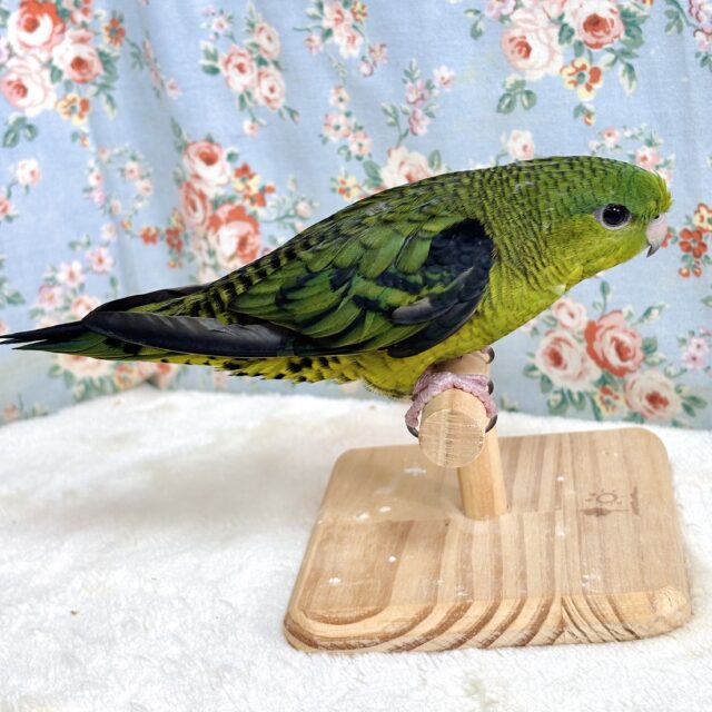 サザナミインコ