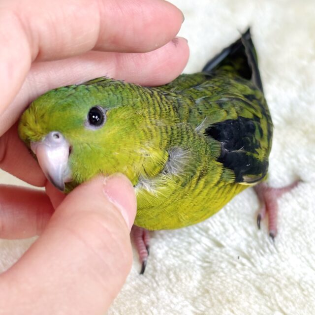 サザナミインコ