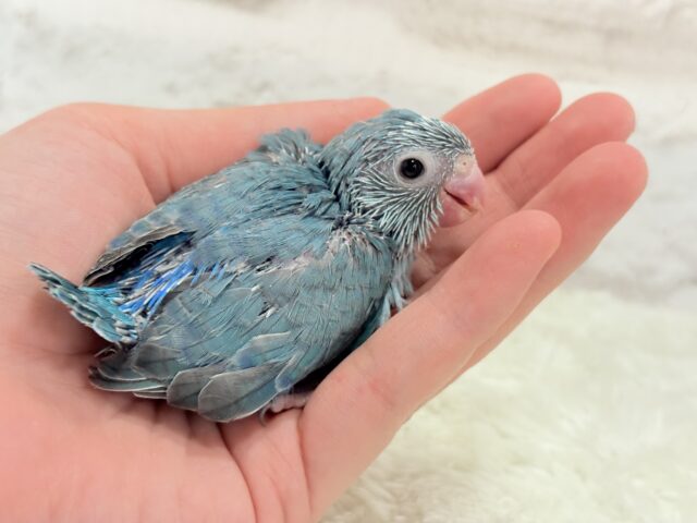 マメルリハ
