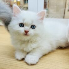 嬉しさ大爆発でお腹ゴロ〜ン♥サイベリアンくん！