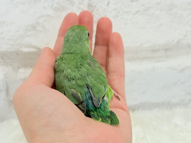 マメルリハ