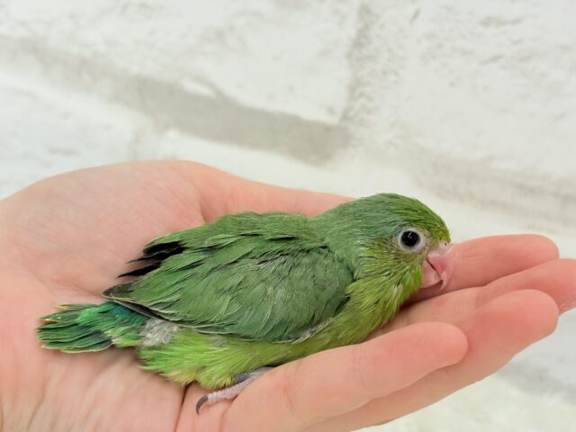 マメルリハ