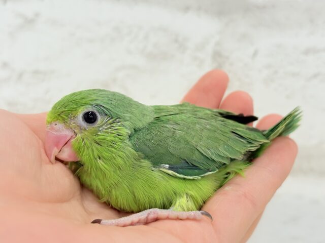 マメルリハ