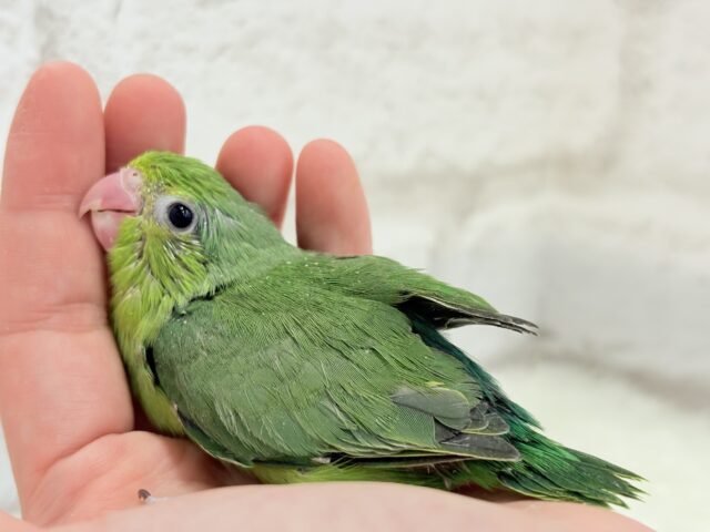 マメルリハ