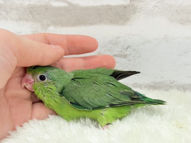 マメルリハ