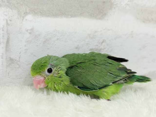 マメルリハ