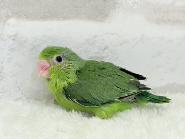 マメルリハ
