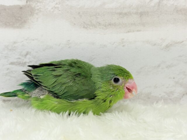 マメルリハ