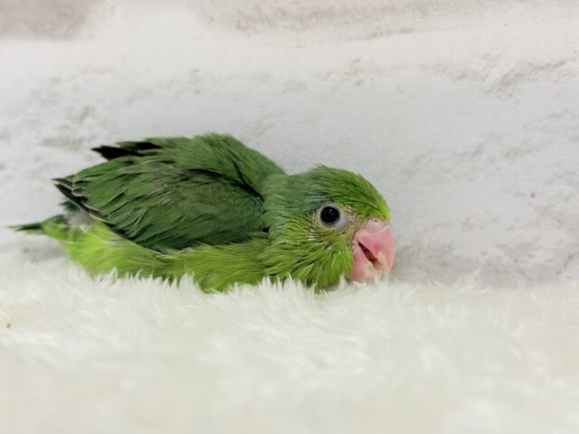 マメルリハ