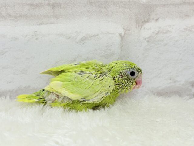 マメルリハ