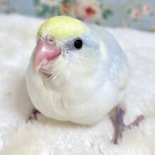 マメルリハ  ターコイズダイリュートヘビーパイド  🍨