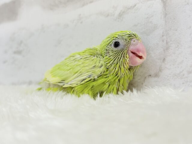 マメルリハ