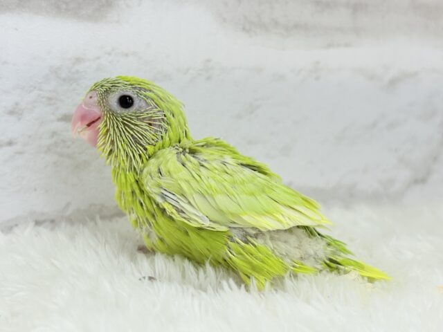 マメルリハ