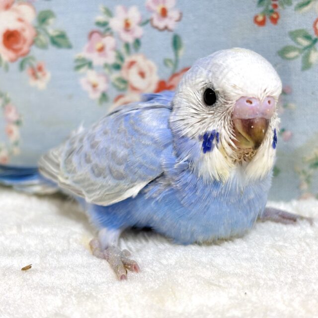 セキセイちゃん3羽集合です！🔆｡°