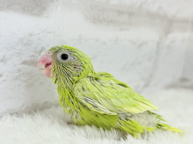 マメルリハ