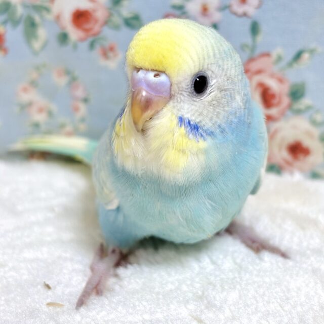 セキセイちゃん3羽集合です！🔆｡°