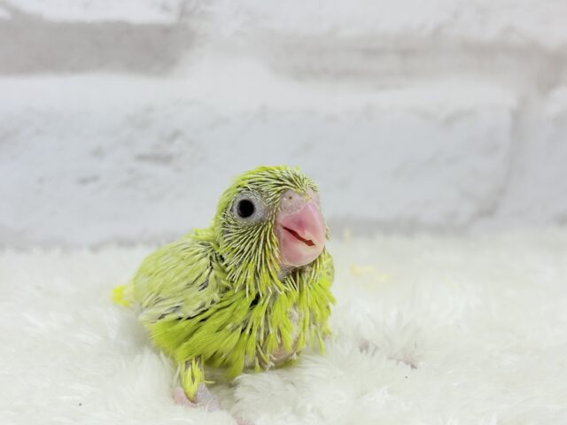 マメルリハ