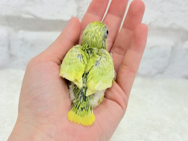 マメルリハ