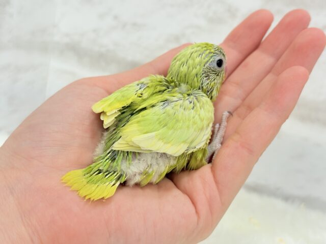 マメルリハ