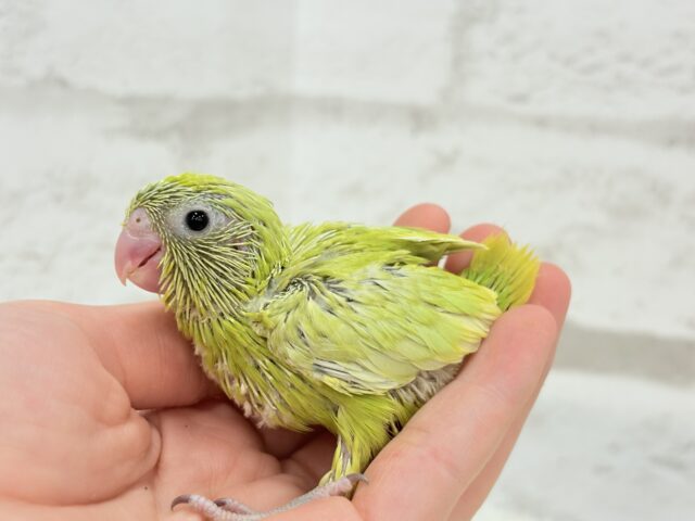 マメルリハ