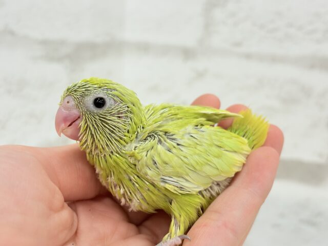 マメルリハ