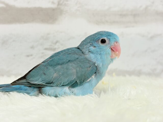 マメルリハ