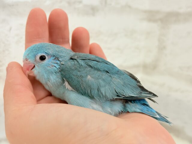 マメルリハ