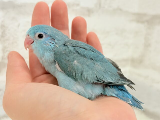説明画像です