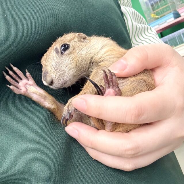 プレーリードッグ