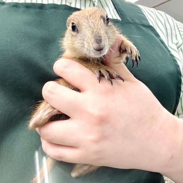 プレーリードッグ