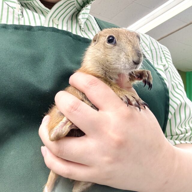 プレーリードッグ