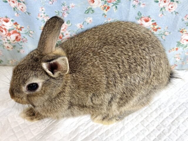 ドワーフラビット