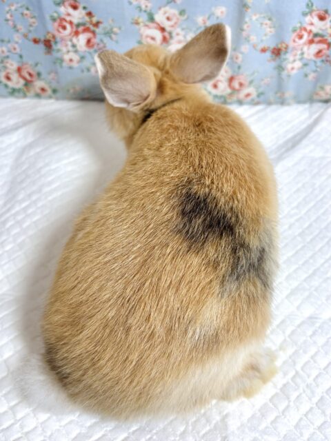 ドワーフラビット