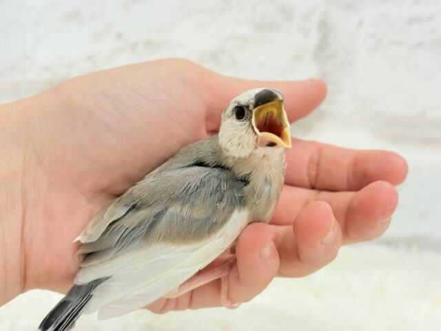 桜文鳥