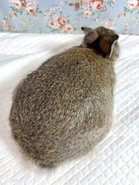 ドワーフラビット