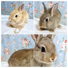 ネザーランドドワーフラビット3羽フェア中です❣️🐰⸝꙳*