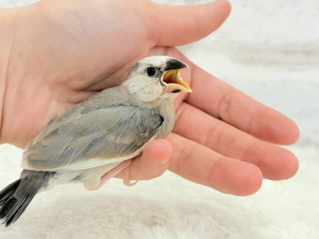 桜文鳥