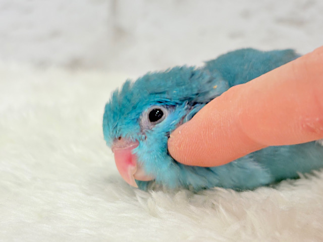 ツンデレ女子がモテるよね🐥💙マメルリハ(ブルー)女の子 ヒナ