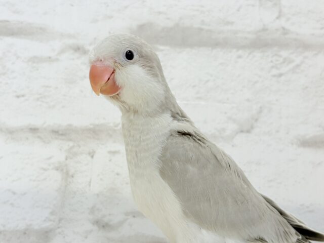 オキナインコ