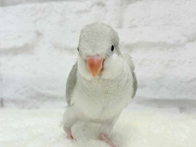 オキナインコ