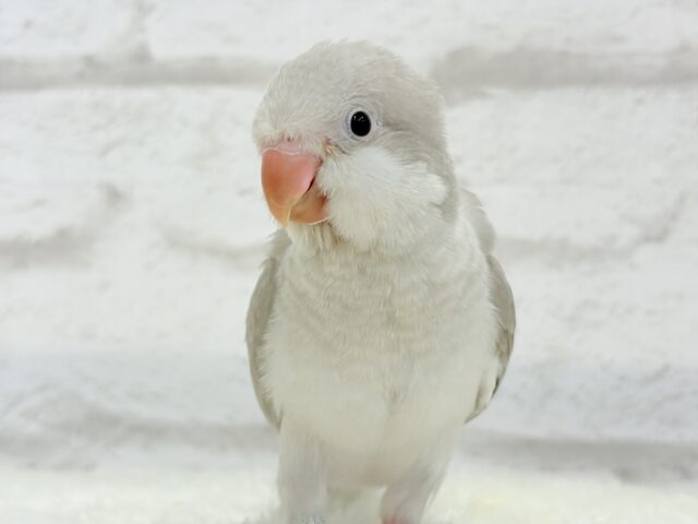 オキナインコ