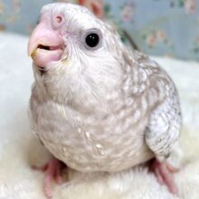 オカメインコ  ホワイトフェイスシナモンパール   ⚪️✨️🤎