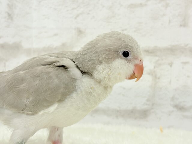 オキナインコ