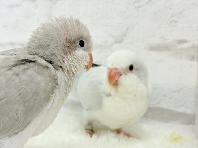 オキナインコ