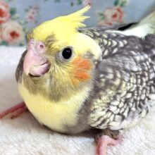 オカメインコ  パールパイド  🤍🖤💛🌼