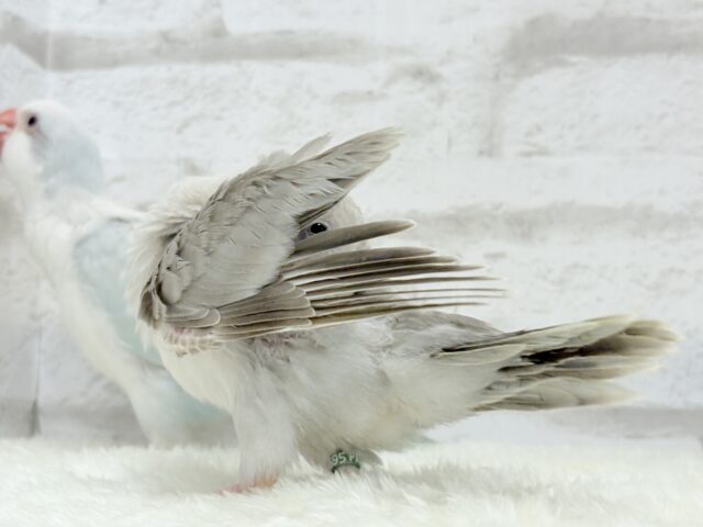 オキナインコ