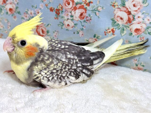 オカメインコ