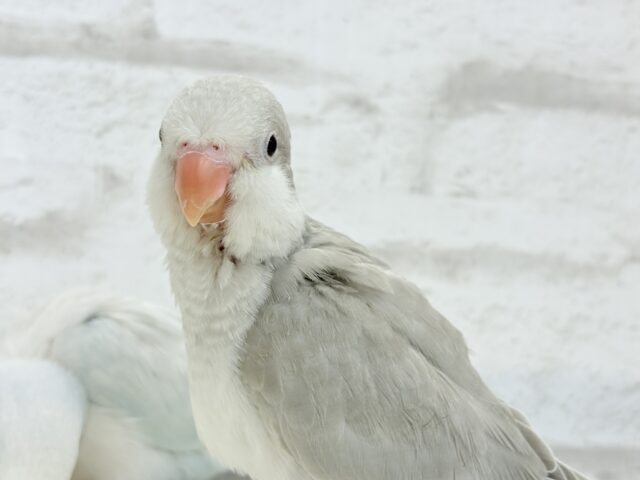 オキナインコ